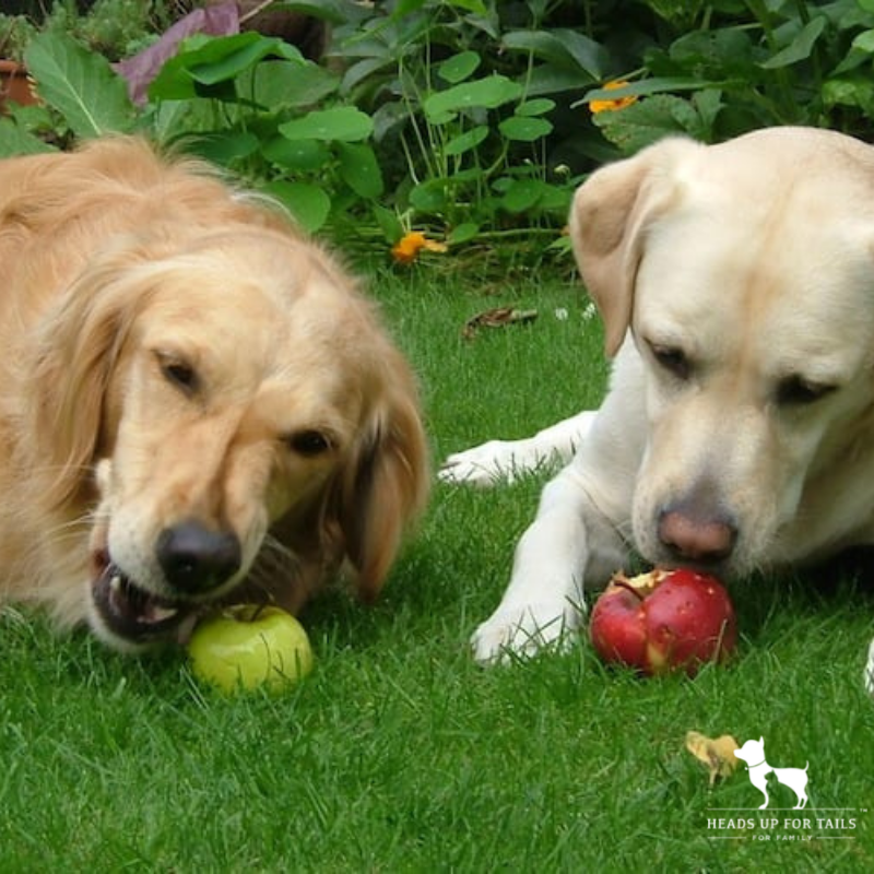 can dobermans eat apples