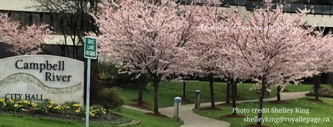 Akebono Flowering Cherry - Prunus × yedoensis ‘Akebono’