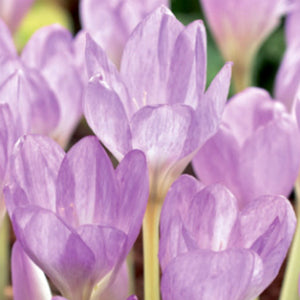 Colchichum - Autumn Crocus