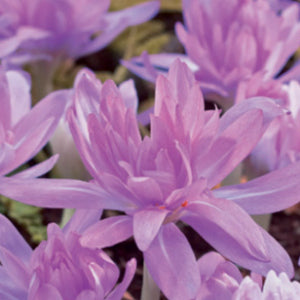 Colchicum Waterlily - Double Autumn Crocus