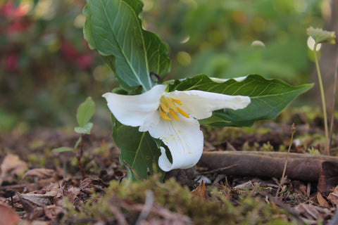 Native Trillium 