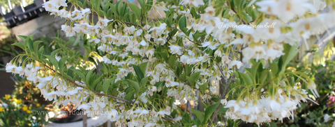 Japanese Snowbell - Styrax japonica