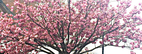 Kwanzan Flowering Cherry - Prunus serrulata ‘Kwanzan’