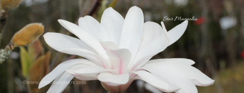 Star Magnolia - Magnolia stellata