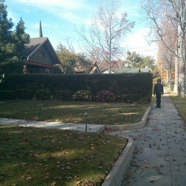 Hedge where the Halloween movie was filmed