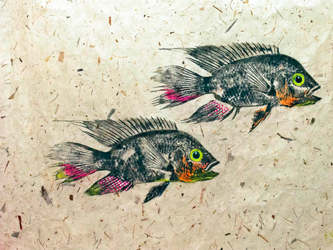 Figure 5. Gyotaku fish print of Amazonian cichlid fishes. 