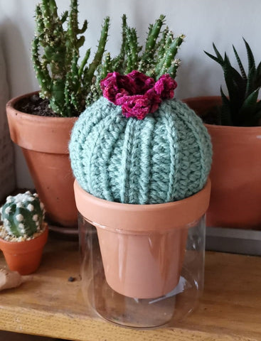 Cactus de Lara 