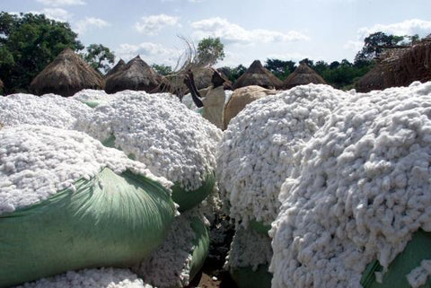 Production de coton au senegal