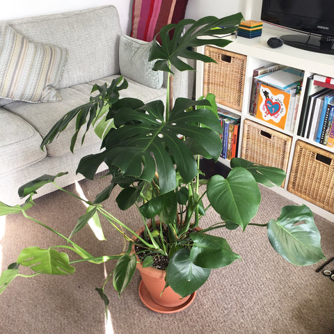 Monstera-Deliciosa