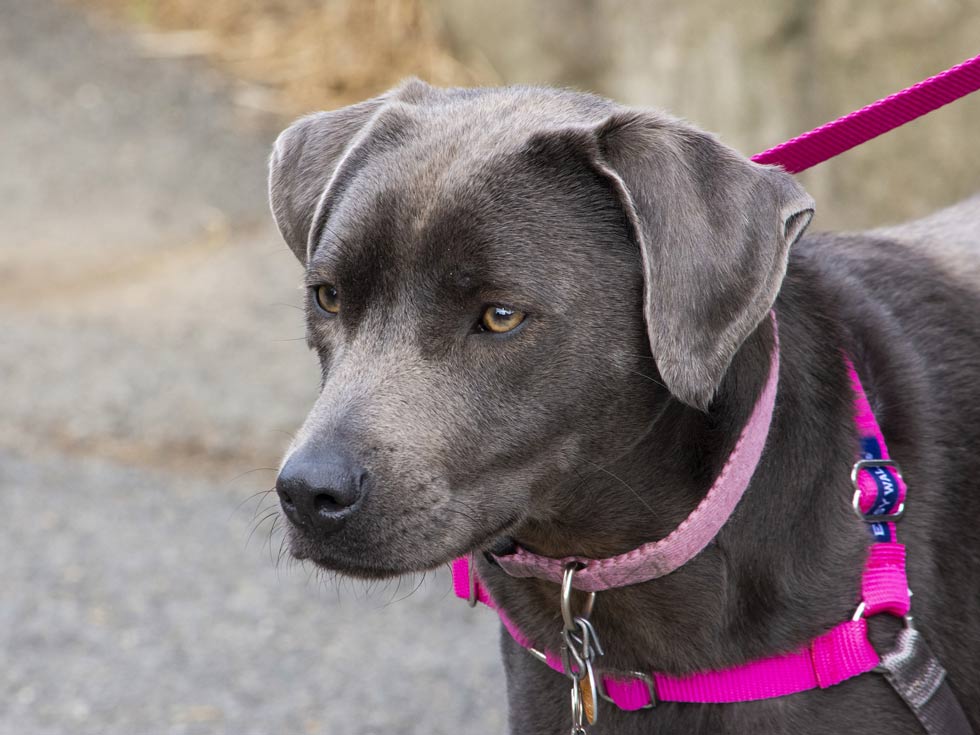 can you use shock collars on puppies