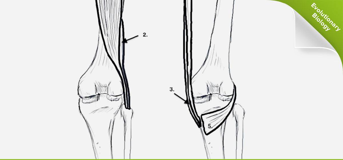 internal rotation knee