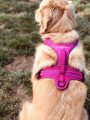 True Love Harness