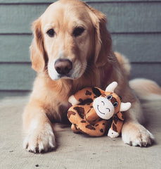 Loopies Brown Cow, Mooo, Squeak Plush Dog Toy