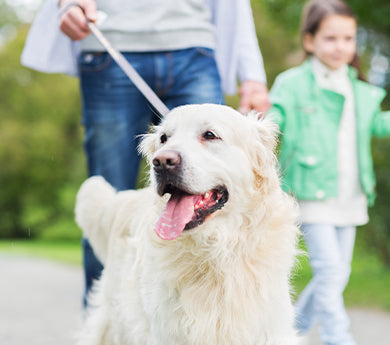 The benefits of walking a dog