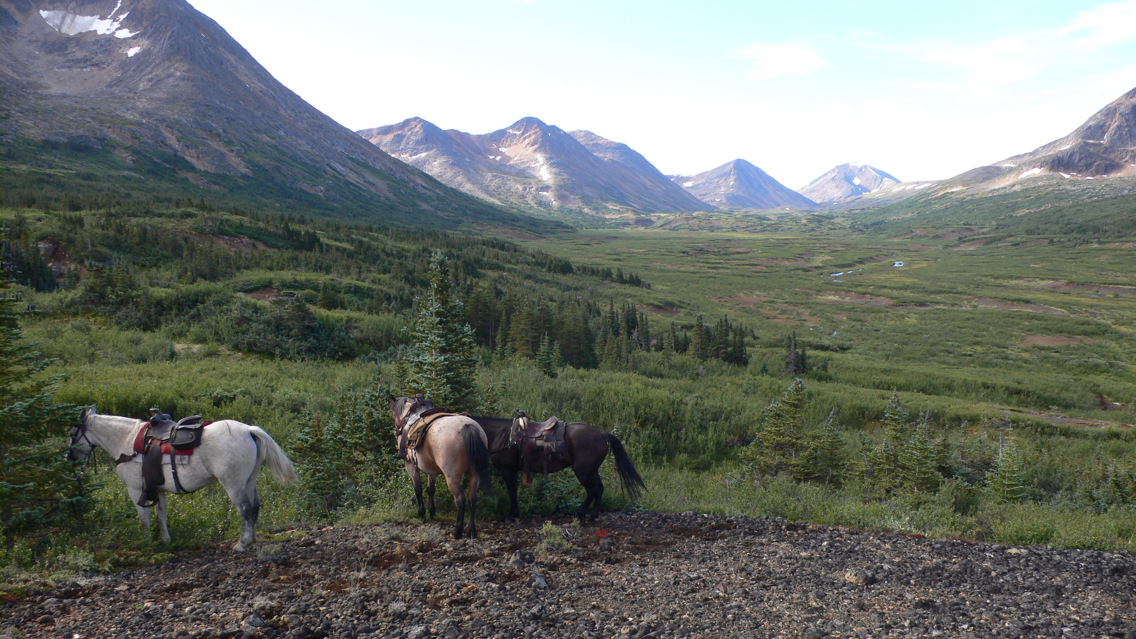 horses grazing in the backcountry