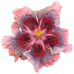 Liar Wrinkle Cheater™ 100% Natural Eye Roller Serum  - Hipeptide™ Hibiscus Flower Oligopeptide