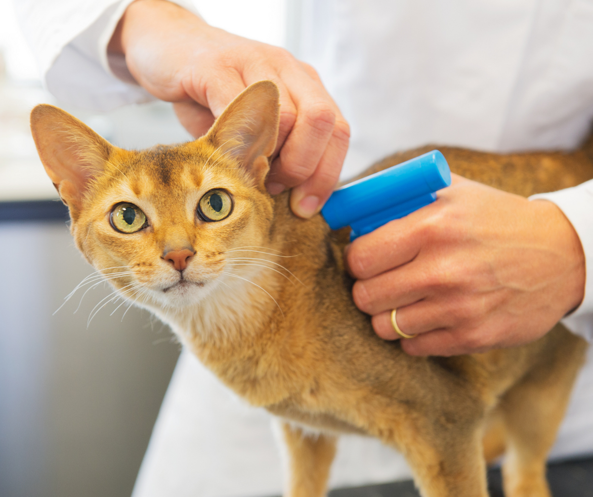 pet-microchips-all-you-need-to-know-basepaws