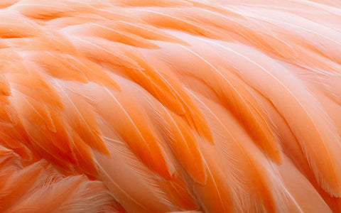 flamingo feathers