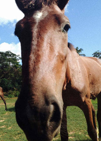 horse vieques island