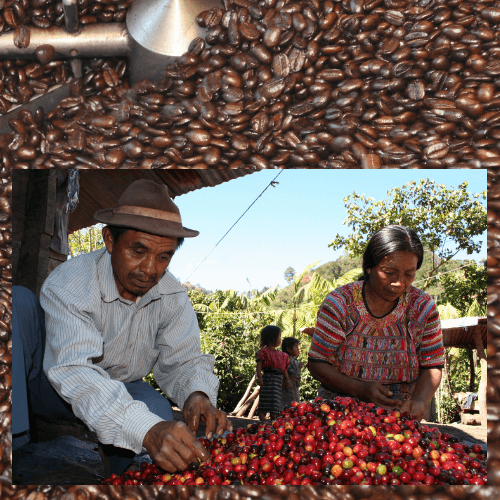 5 lbs. Ethiopian Yirgacheffe Fresh