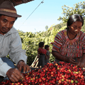 Guatemalan Antigua - Fresh Roasted