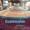 Guatemalan Antigua - Fresh Roasted