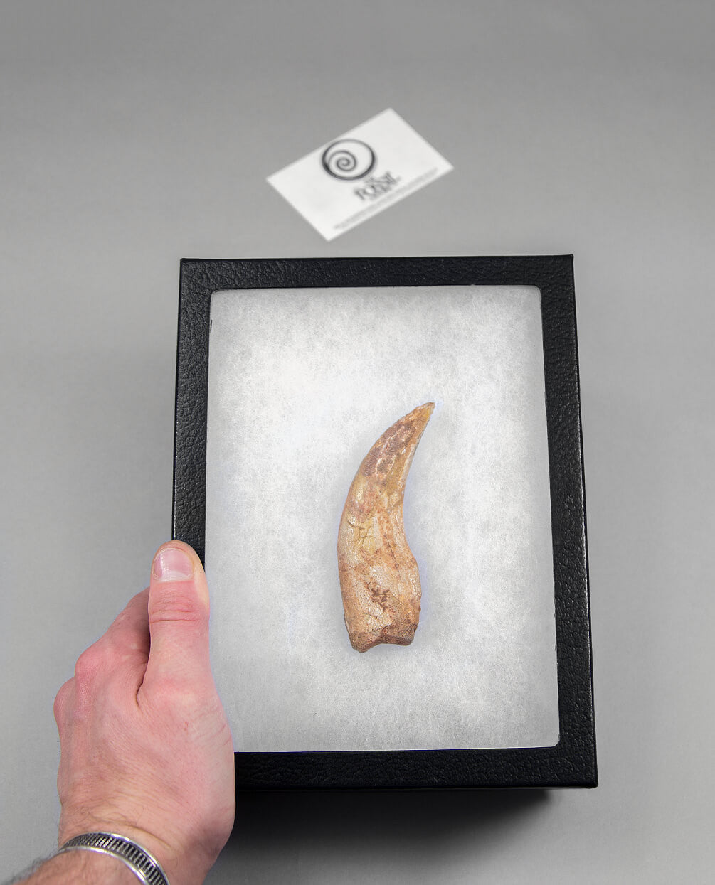 Spinosaurus Claw