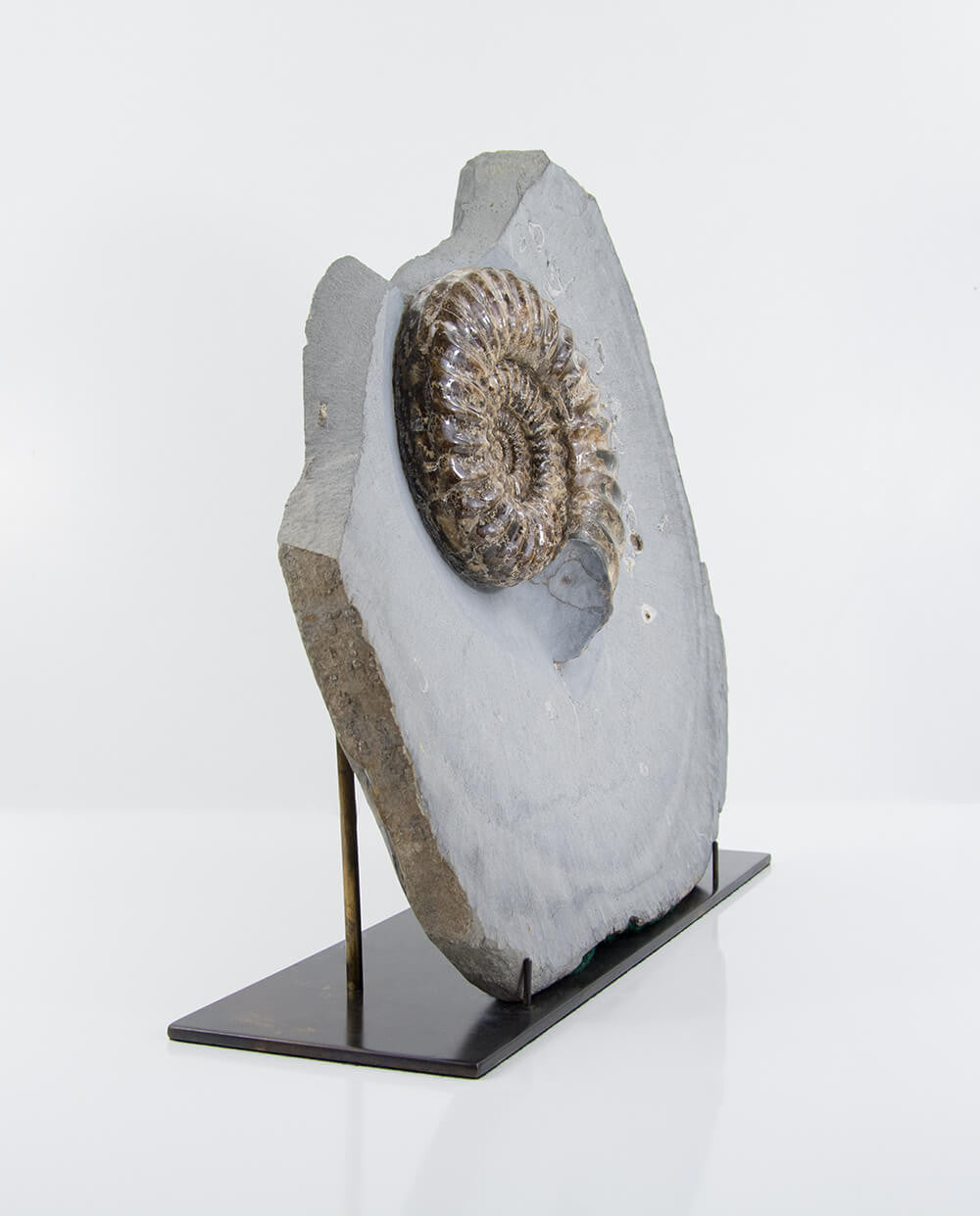Fossil ammonite in stone on a bronze plinth