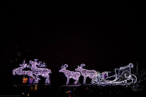 Paisley Christmas Ligths