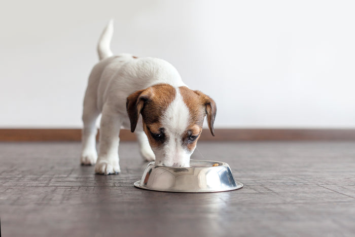 Recommended Daily Feeding Guide