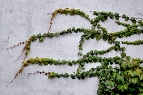 A concrete wall covered in English ivy leaves, for Ivy Leaf Skincare