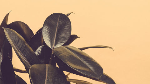 Dark green plant leaves on dark, pale yellow background, for Ivy Leaf Skincare