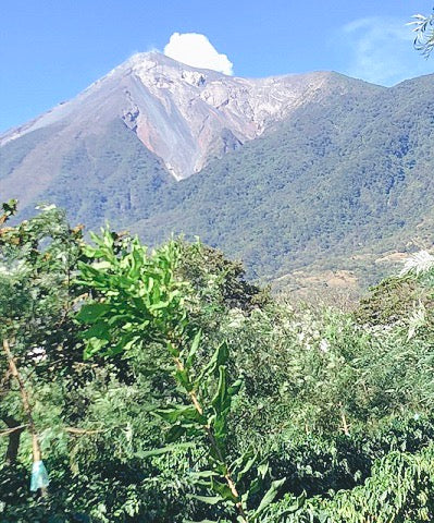 Volcano Fuego Guatemala with Coffee Trees