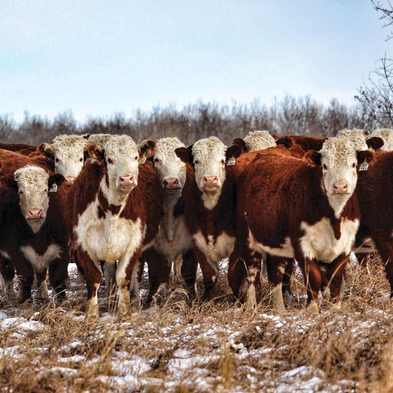 Ranch Life Cow Herd Wild Rag