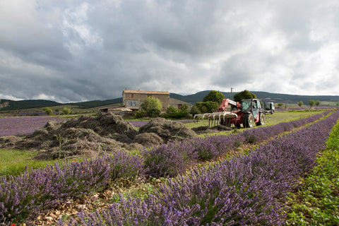 Lavender harvest in France
