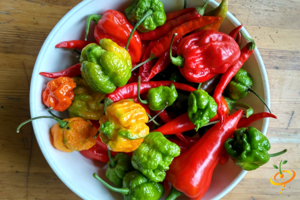 50 habanero pepper many other Seeds Super Hot Pepper Mix  Many Varieties Ghost 