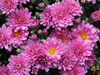 Wildflowers - Annual Cut Flower Scatter Garden Seed Mix