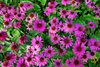 Wildflowers - Coneflower Scatter Garden Seed Mix