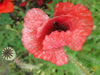 Wildflowers - Moist Area Scatter Garden Seed Mix