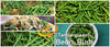 Bean (Bush) - Tendergreen