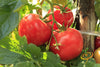 Tomato - Ace 55