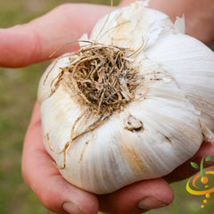Garlic - Elephant