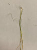 Onion (Transplants) - Rock, Red (Intermediate Day)