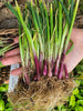Onion (Transplants) - OG Ruby Red (Long Day)