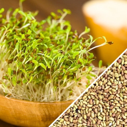 11,000 Seeds USA! Sprouting Seeds Pure USDA Organic ALFALFA Sprouts 20 Gram 