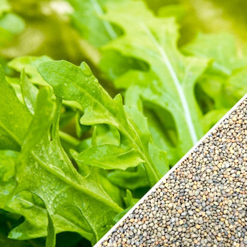 Rocket Salat Arugula Roquette Heirloom Seeds Grown in 2019  for 2020 1,000