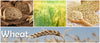 Wheat