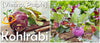 Kohlrabi - Vienna, Purple