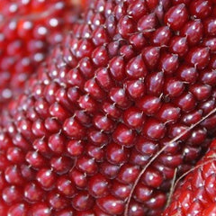 Corn - Strawberry, Popcorn (Organic)