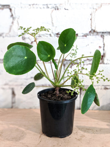 Pilea Flower